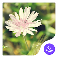 Daisy-APUS Launcher theme