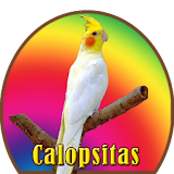 Assobio Cantos  Calopsitas icon