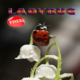 Ladybug Ideas icon