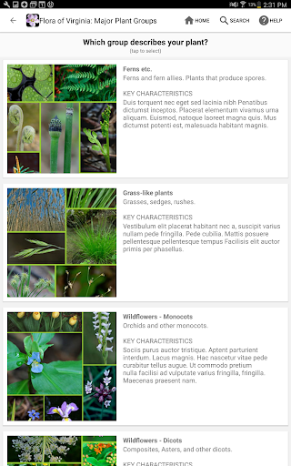 Screenshot of Flora of Virginia