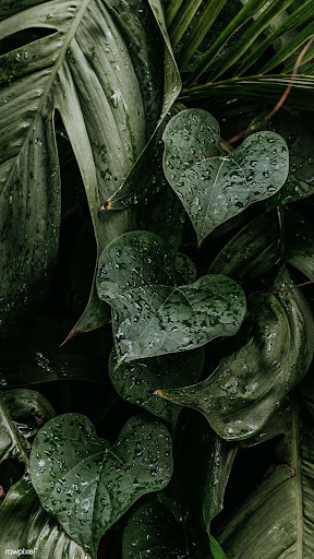 Android application Plant Wallpapers screenshort