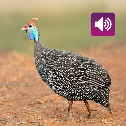 Guineafowl: Sounds & Calls logo
