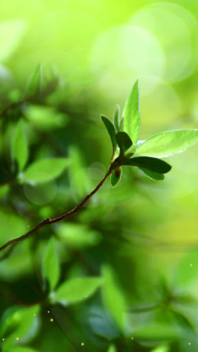 Android application Spring Buds Live Wallpaper screenshort