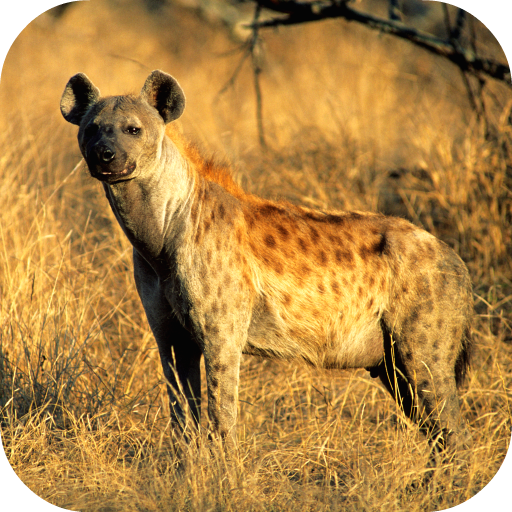 Hyena Sounds logo