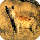 Hyena Sounds icon