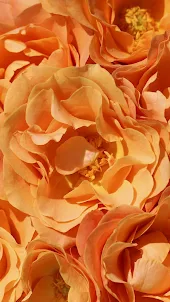 Orange Rose Wallpaper