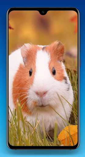 Guinea Pig Wallpaper HD Screen 2
