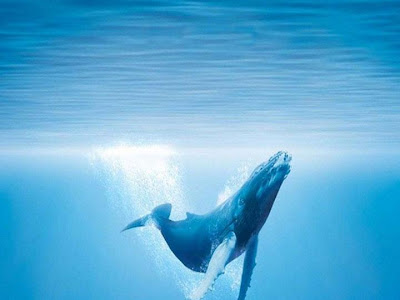 画像 クジラ 壁紙 高画質 163053