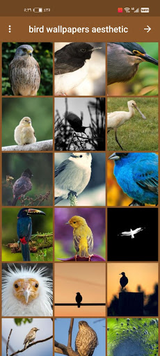 bird wallpapers aesthetic