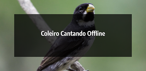 Coleiro Cantando Offline