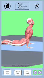 Yoga Anatomy Viewer