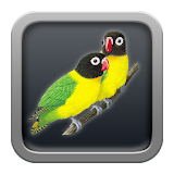 kicau love bird icon