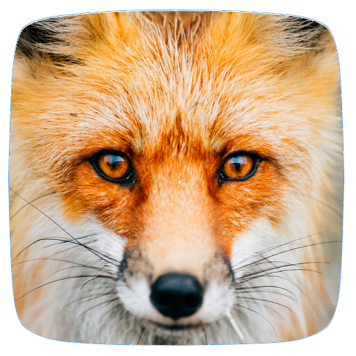 Fox Sounds logo