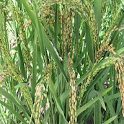 Rice Production Guidelines in East Africa
