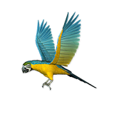 Birds LiveWallpaper icon