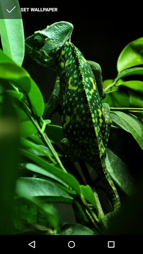 Exotic Chameleon Wallpapers Screen 2