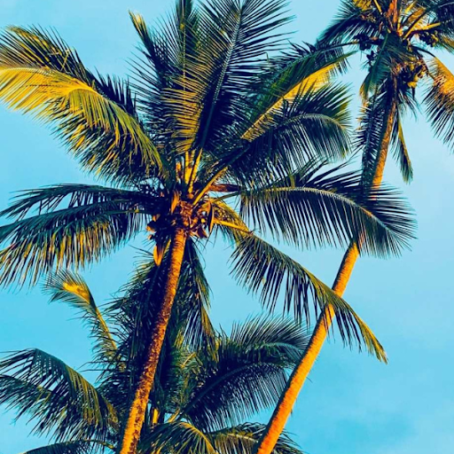 Paradise Wallpapers Screen 3
