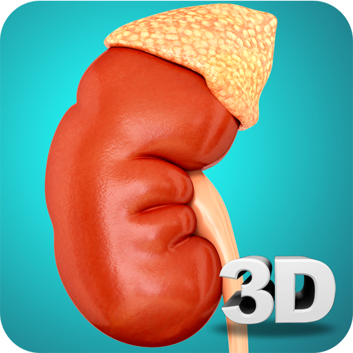 Kidney Anatomy Pro.  Icon