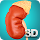 Kidney Anatomy Pro. Download on Windows