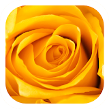 Yellow Rose Color Flora Theme icon