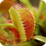 Venus Fly Trap Pack 2 LWP icon