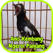 Kicau Anis Kembang Ngerol Panjang