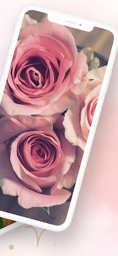 Pink Rose Flower Screen 2