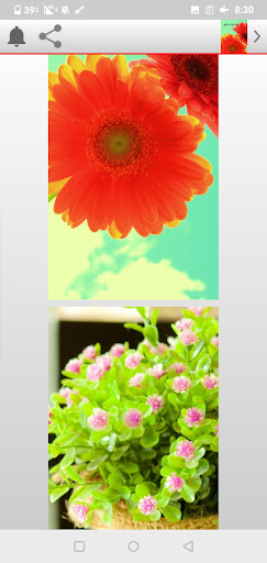 خلفيلت زهور