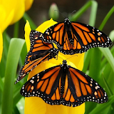 Butterflies Jigsaw Puzzle icon
