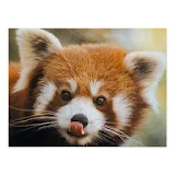 Red Panda HD Wallpaper icon