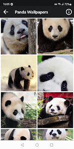 Screenshot 10 Pandas Fondos de Pantalla android