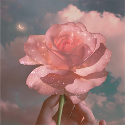 Icon image Rose Aesthetic Wallpaper