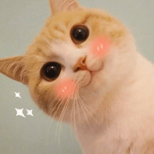 Cute Cat Stickers for WA logo