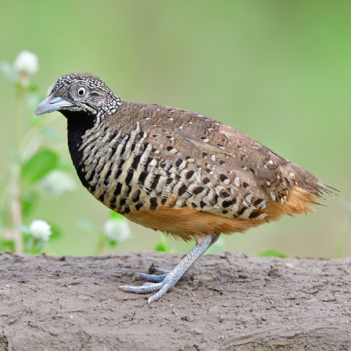 Buttonquail Sounds logo
