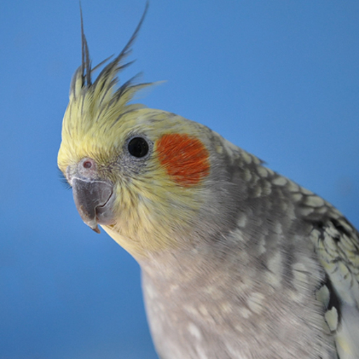 Cockatiel Corner Download on Windows