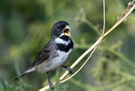 Canto de Fêmea pra Esquentar Coleiro Sem Anúncios