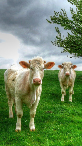 Cow Wallpaper Screen 2