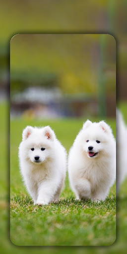 Dog Wallpaper & Cute Puppy 4K screenshot 15
