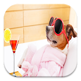 Funny Dog Live Wallpapers icon