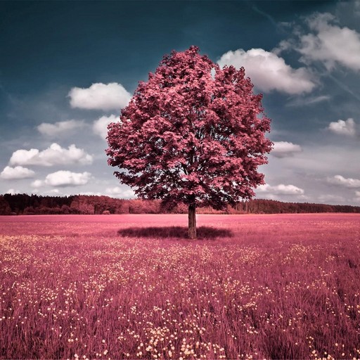 Spring Wallpapers logo