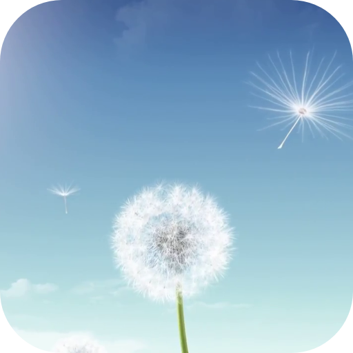 Dandelion Video Live Wallpaper logo