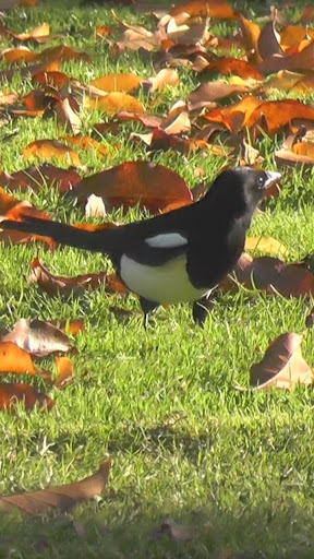 Android application magpie wallpaper screenshort