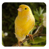 Canary bird sounds icon