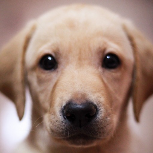 Labrador Retriever’s logo