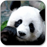 Panda Wallpaper icon