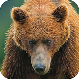Bear Wallpaper icon