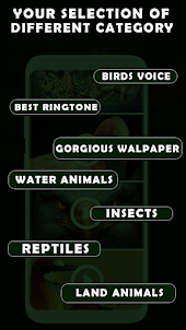 Animal Sounds And Wallpaper