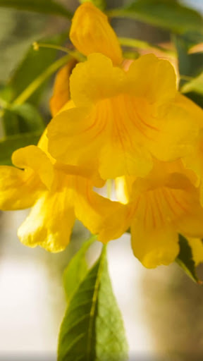 Android application yellow flower wallpaper screenshort