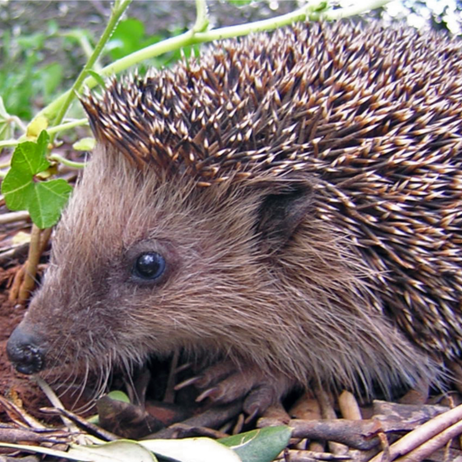 Hedgehog And Hedge Hog Sounds Apps on Google Play