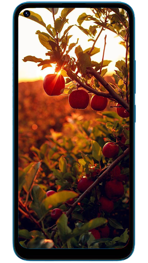 Maça Wallpaperss Screen 3